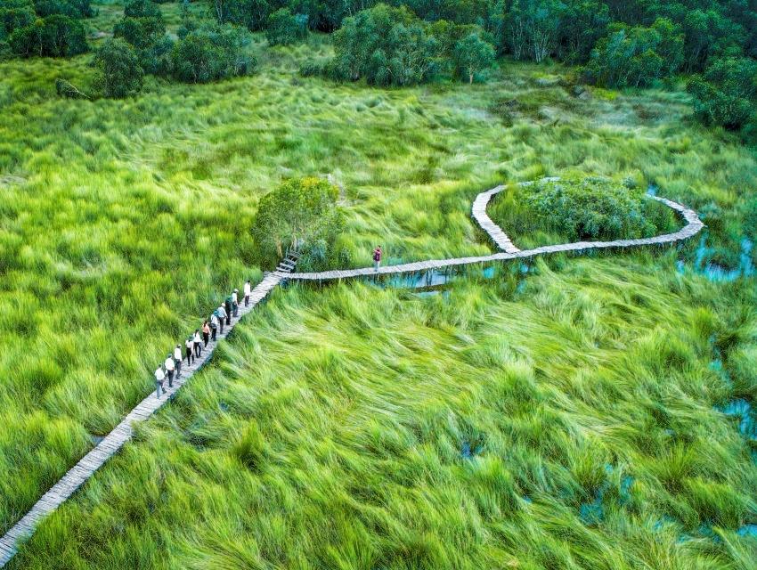 Cánh đồng cỏ bàng 1