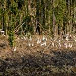 LÀNG NỔI TÂN LẬP - MỘC HÓA