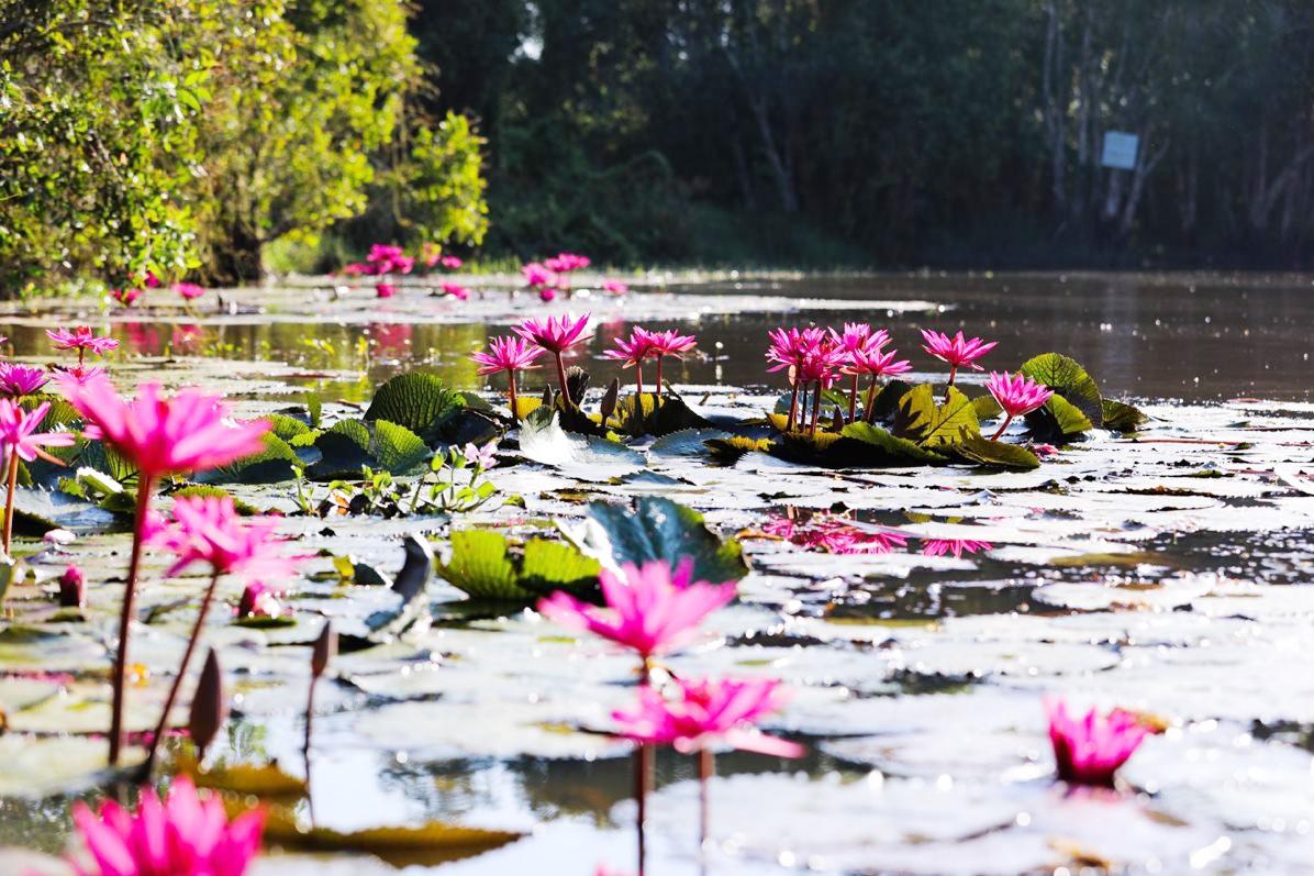 Rừng tràm gió nguyên sinh 3